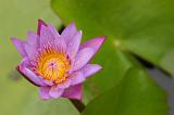 Fleurs 045